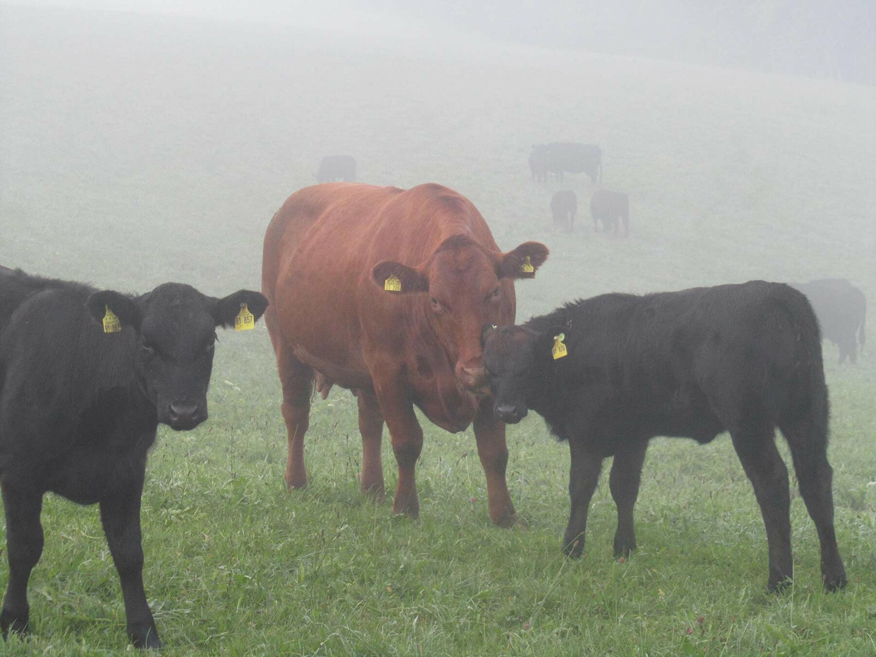 Urlaub auf dem Gebelehof
